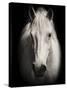 Equus 1-THE Studio-Stretched Canvas