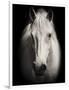 Equus 1-THE Studio-Framed Premium Giclee Print