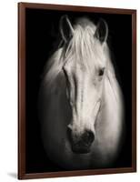 Equus 1-THE Studio-Framed Premium Giclee Print