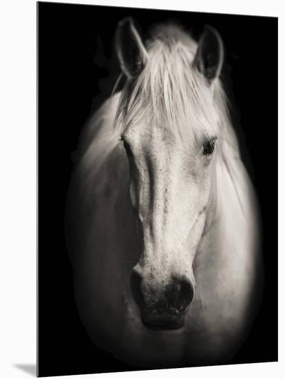 Equus 1-THE Studio-Mounted Premium Giclee Print