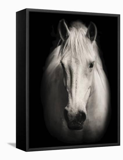 Equus 1-THE Studio-Framed Stretched Canvas