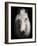 Equus 1-THE Studio-Framed Giclee Print