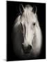 Equus 1-THE Studio-Mounted Giclee Print