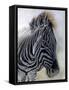 Equus burchelli 1, 2009-Odile Kidd-Framed Stretched Canvas