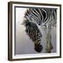 Equus burchelli 2, 2010-Odile Kidd-Framed Giclee Print