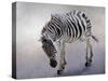 Equus burchelli 2, 2010-Odile Kidd-Stretched Canvas