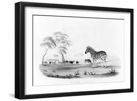 Equus Burchelli, or Burchell's Zebra, from 'Portraits of the Game and Wild Animals of Southern…-William Cornwallis Harris-Framed Giclee Print