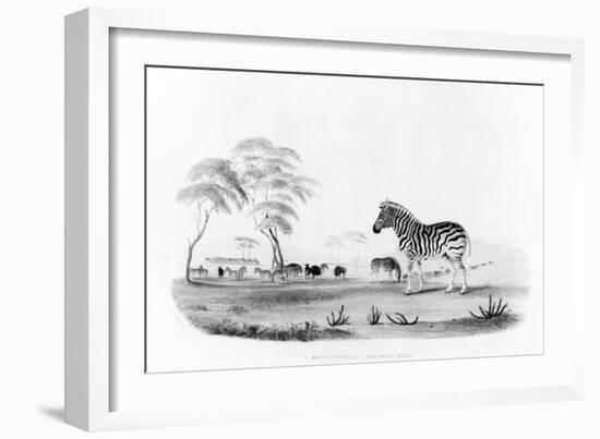 Equus Burchelli, or Burchell's Zebra, from 'Portraits of the Game and Wild Animals of Southern…-William Cornwallis Harris-Framed Giclee Print
