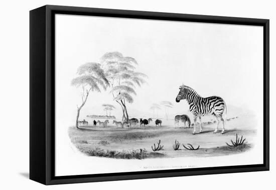 Equus Burchelli, or Burchell's Zebra, from 'Portraits of the Game and Wild Animals of Southern…-William Cornwallis Harris-Framed Stretched Canvas