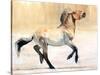 Equus (Przewalski), 2014-Mark Adlington-Stretched Canvas