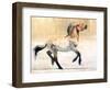 Equus (Przewalski), 2014-Mark Adlington-Framed Premium Giclee Print