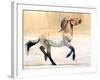 Equus (Przewalski), 2014-Mark Adlington-Framed Giclee Print