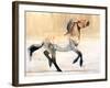 Equus (Przewalski), 2014-Mark Adlington-Framed Giclee Print