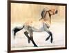 Equus (Przewalski), 2014-Mark Adlington-Framed Premium Giclee Print