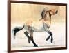 Equus (Przewalski), 2014-Mark Adlington-Framed Premium Giclee Print