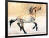 Equus (Przewalski), 2014-Mark Adlington-Framed Premium Giclee Print