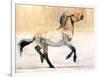 Equus (Przewalski), 2014-Mark Adlington-Framed Giclee Print