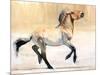 Equus (Przewalski), 2014-Mark Adlington-Mounted Giclee Print