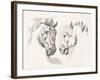 Equus Study-Stefano della Bella-Framed Art Print