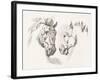 Equus Study-Stefano della Bella-Framed Art Print