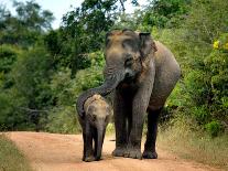 APTOPIX Sri Lanka Elephants-Eranga Jayawardena-Framed Photographic Print