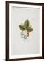 Erdbeer Aus Carolina from 'Pomona Austriaca, Ou Arbres Fruitiers D'Autriche', 1787-96-Johann Kraft-Framed Giclee Print