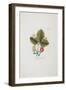 Erdbeer Aus Carolina from 'Pomona Austriaca, Ou Arbres Fruitiers D'Autriche', 1787-96-Johann Kraft-Framed Giclee Print