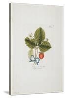 Erdbeer Aus Carolina from 'Pomona Austriaca, Ou Arbres Fruitiers D'Autriche', 1787-96-Johann Kraft-Stretched Canvas