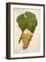 Erdei Grape-J. Troncy-Framed Giclee Print