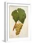 Erdei Grape-J. Troncy-Framed Giclee Print