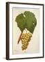 Erdei Grape-J. Troncy-Framed Giclee Print