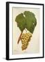 Erdei Grape-J. Troncy-Framed Giclee Print