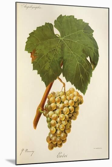 Erdei Grape-J. Troncy-Mounted Giclee Print