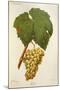 Erdei Grape-J. Troncy-Mounted Giclee Print