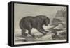 Erebus and Terror-John William Bottomley-Framed Stretched Canvas