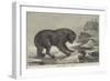 Erebus and Terror-John William Bottomley-Framed Giclee Print