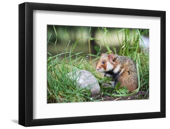Photographic Print, , large
