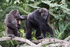 Western Lowland Gorilla Mother Feeding with Baby Investigating Grass. Captive, France-Eric Baccega-Photographic Print