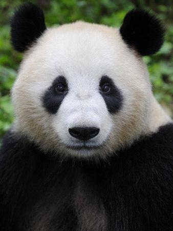 Panda head discount