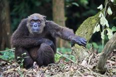 Dominant male Chimpanzee in mangrove, Republic of Congo-Eric Baccega-Photographic Print