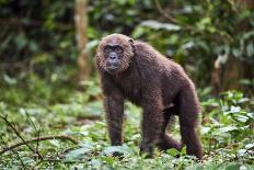 Western Lowland Gorilla Mother Feeding with Baby Investigating Grass. Captive, France-Eric Baccega-Photographic Print