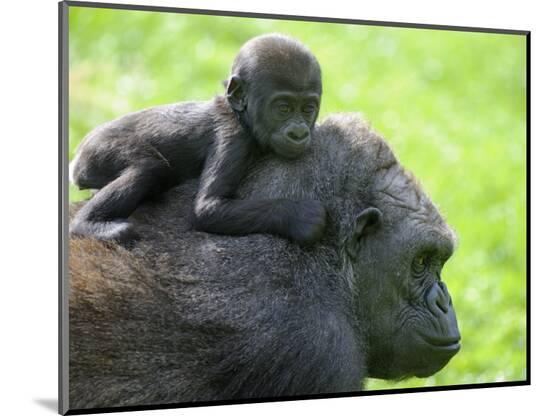 Photographic Print, , large