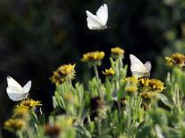 Butterflies Land on Wild Flowers at Boca Chica, Texas-Eric Gay-Framed Photographic Print