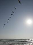 Pelicans Pass over Boca Chica, Texas-Eric Gay-Stretched Canvas