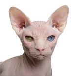 Sphynx Cat, 1 Year Old, in Front of White Background-Eric Isselee-Mounted Photographic Print