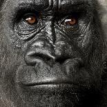 Young Silverback Gorilla in Front of a White Background-Eric Isselee-Photographic Print