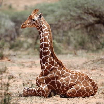Baby giraffe, Loisaba, 2017