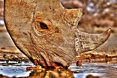 Warthog, Mount Etjo Namibia, 2018-Eric Meyer-Photographic Print