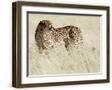 Brown Frame