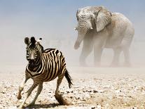 Warrior, Etosha, 2018-Eric Meyer-Photographic Print